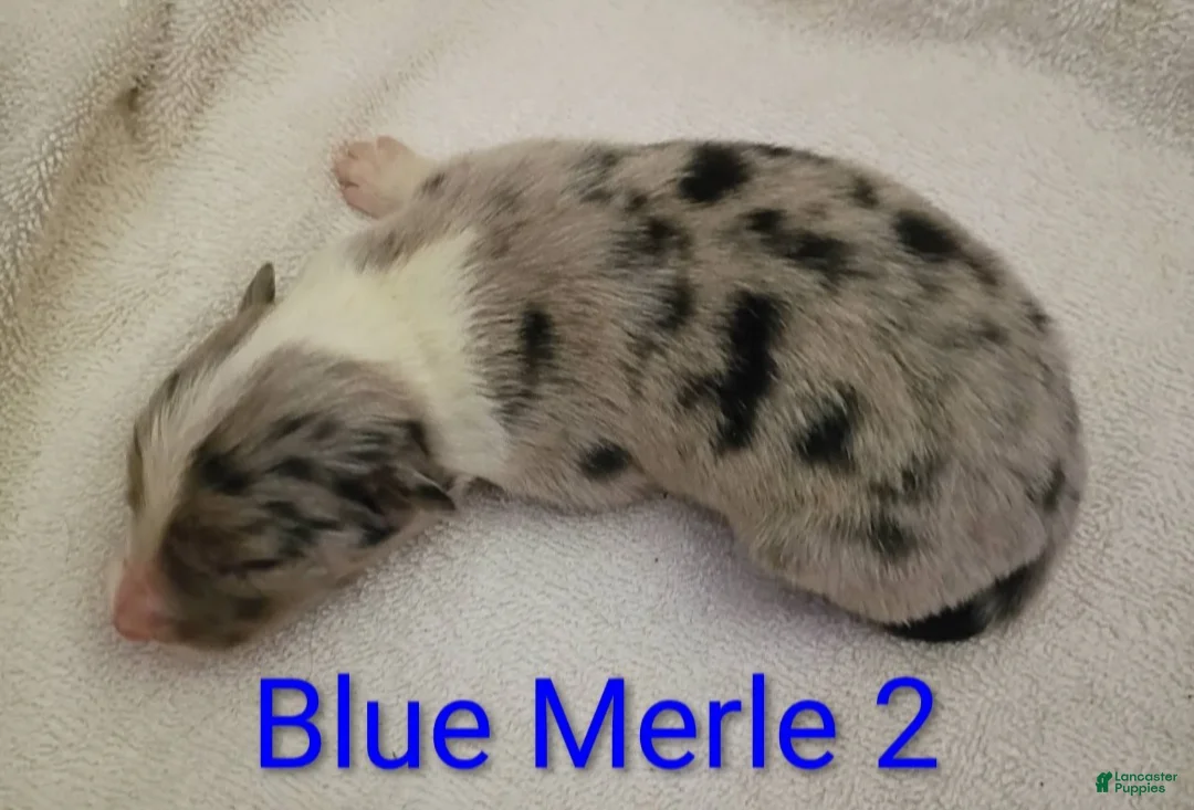Border Collie dogs for sale: Border Collie 7 - Ad 2