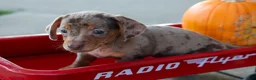 Miniature Dachshund dogs for sale:  Zion💙 - Ad 8