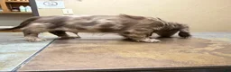 Dachshund dogs for sale: Dapper Dan - Ad 3