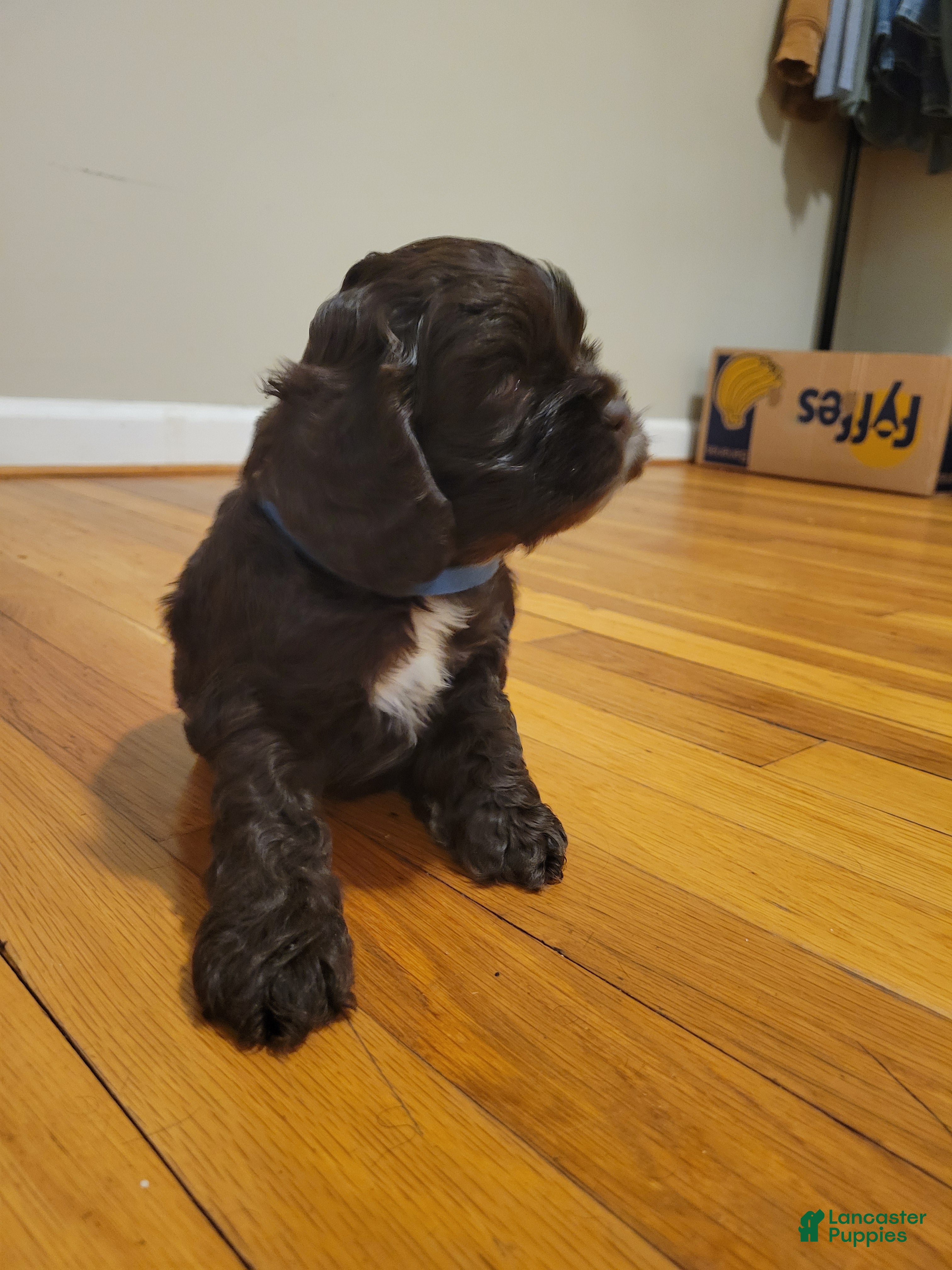 Cocker Spaniel dogs Cocker Spaniel Puppy 4 - Ad 35