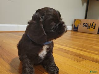 Cocker Spaniel dogs Cocker Spaniel Puppy 4 - Ad 35