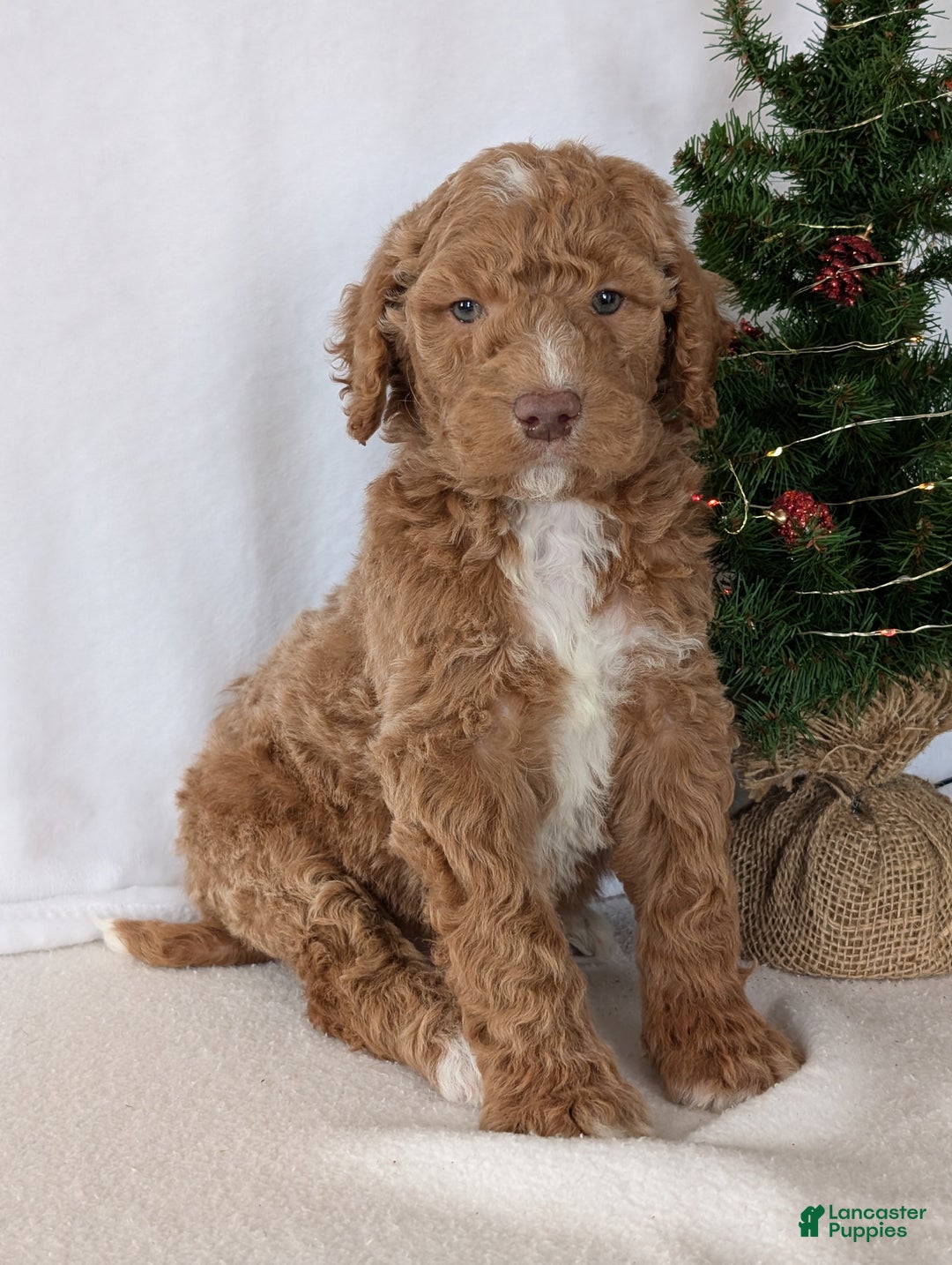 Goldendoodle dogs for sale: Parker - Ad 10