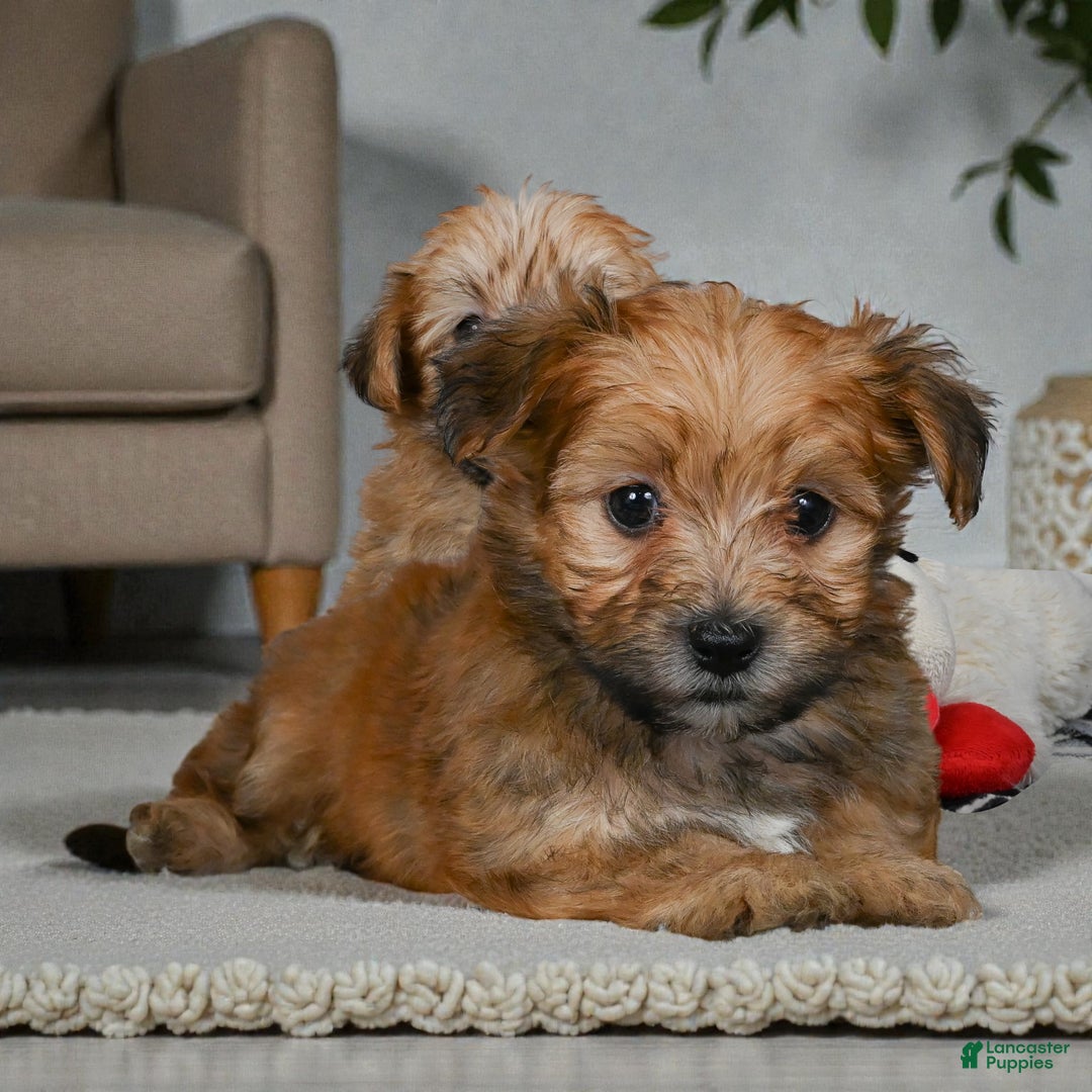 Morkie dogs for sale: OLLIE - Ad 9