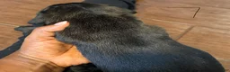 Cane Corso dogs for sale: Cane Corso Puppy 8 - Ad 4
