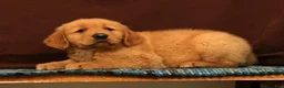 Golden Retriever dogs for sale: Tyler - Ad 4