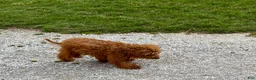 Cavapoo dogs for sale: Charlie - Ad 3