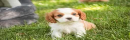 Cavalier King Charles Spaniel dogs for sale: Lincoln Cavalier King Charles Spaniel  - Ad 4