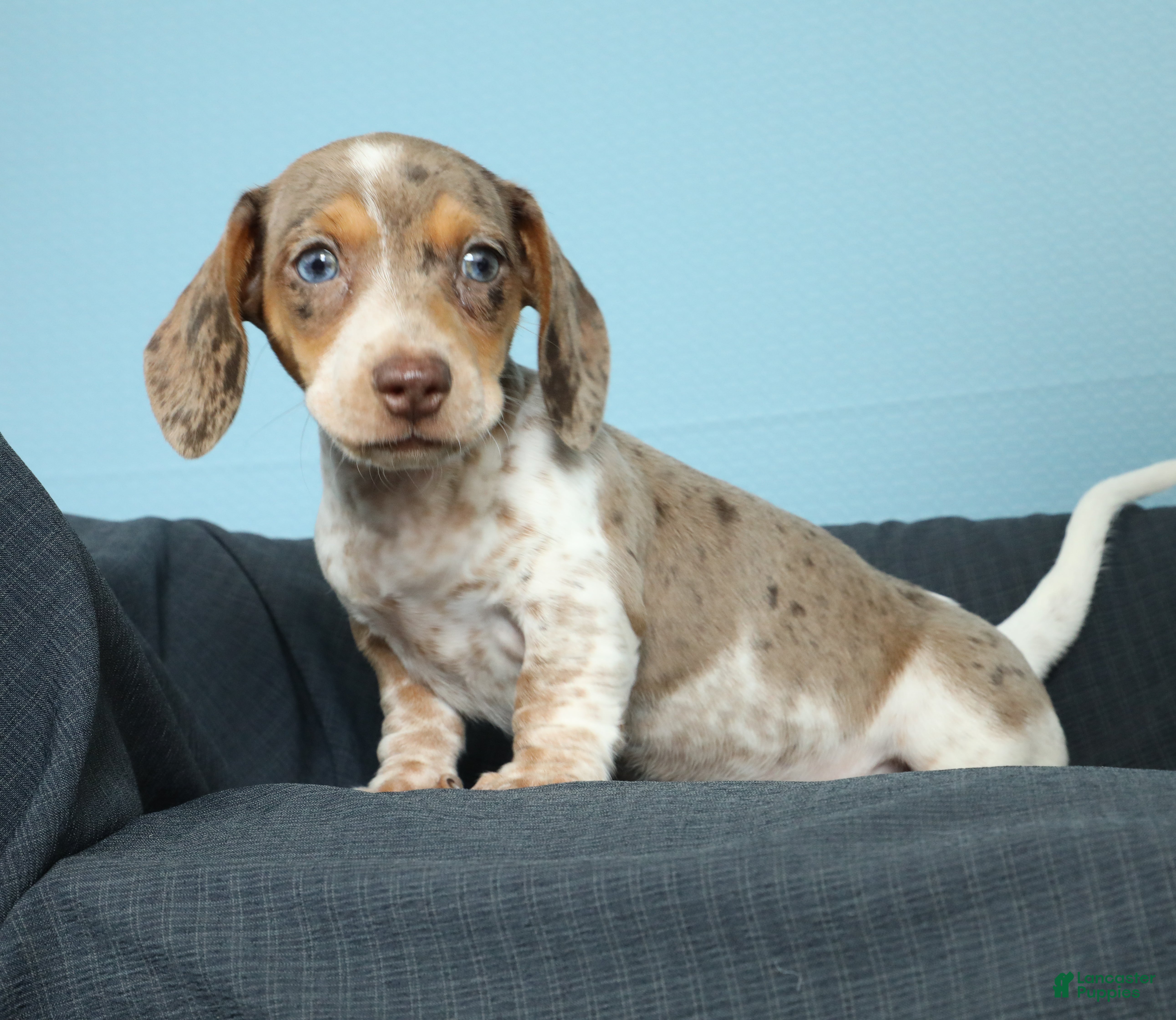 Miniature Dachshund dogs Sunny - Ad 2