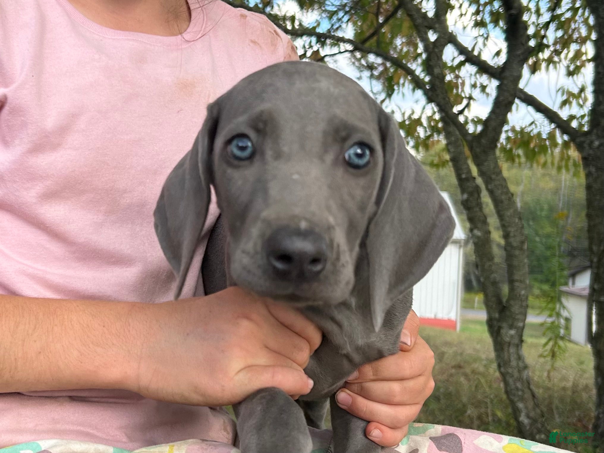 Weimaraner dogs Maggie's F1 - Ad 2