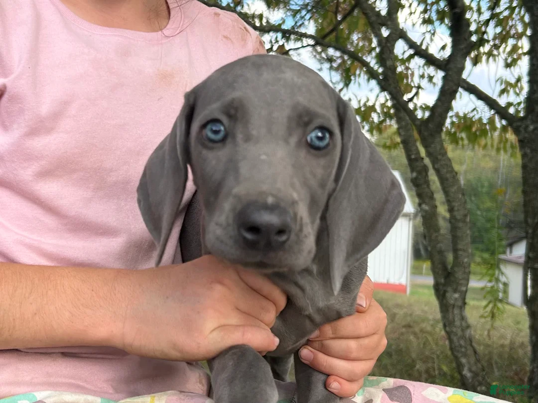 Weimaraner dogs for sale: Maggie's F1 - Ad 2