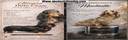 Miniature Dachshund dogs for sale: Full AKC dapple - Ad 9