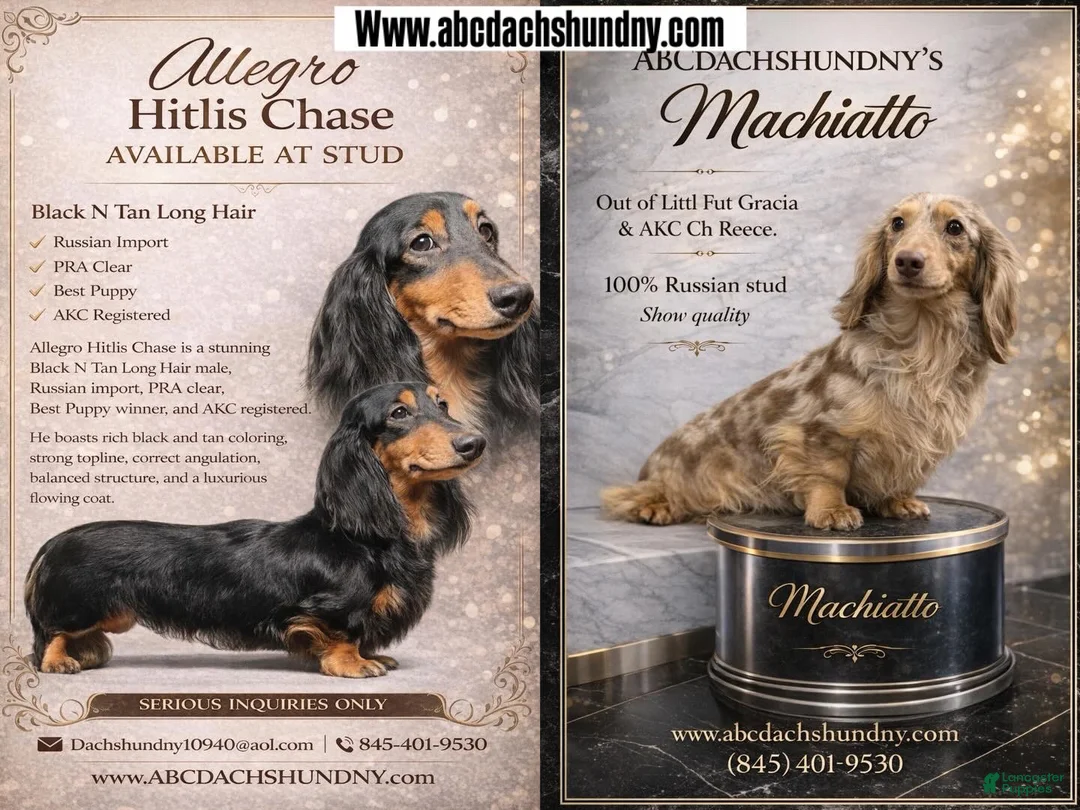 Miniature Dachshund dogs for sale: Full AKC dapple - Ad 9