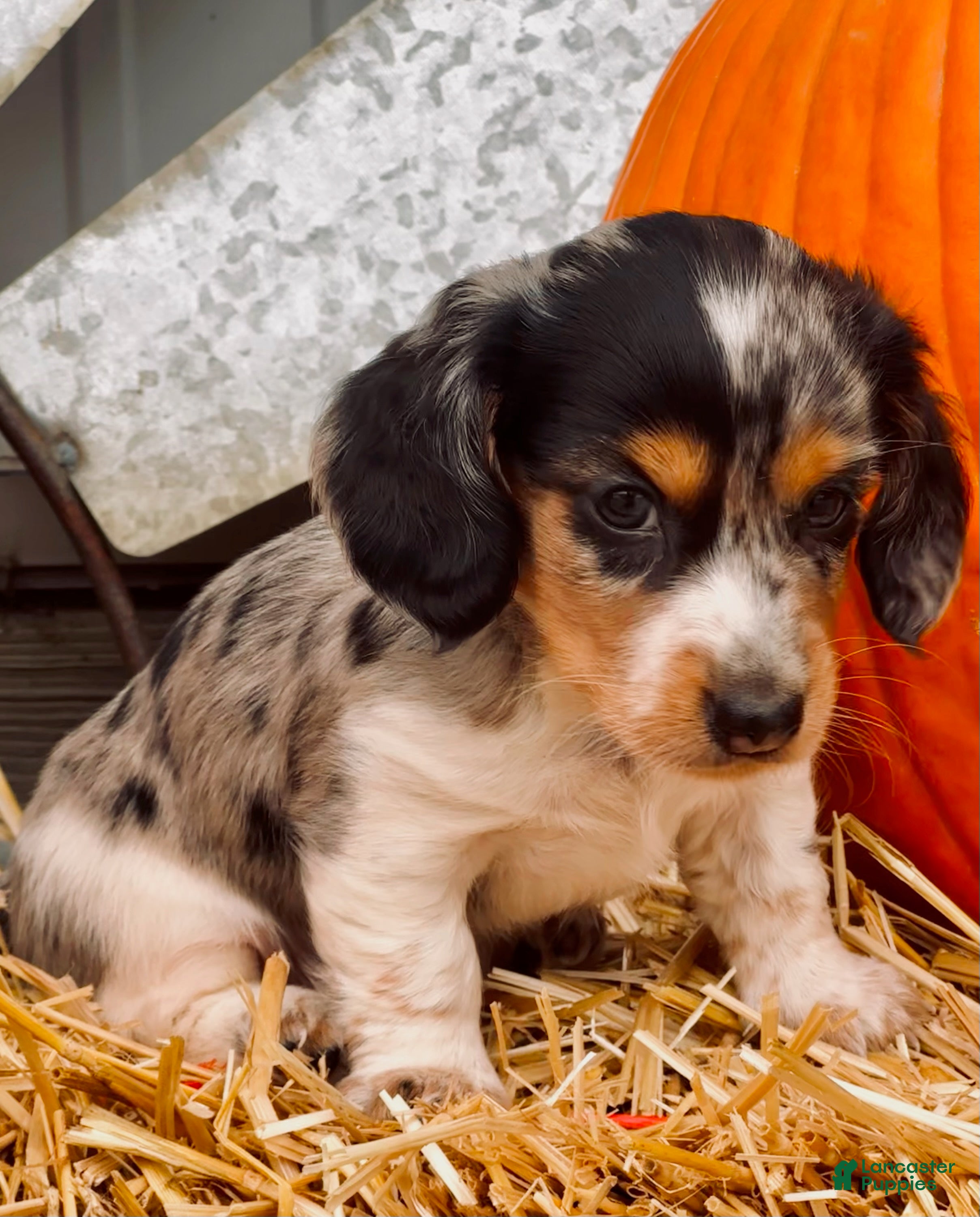 Miniature Dachshund dogs for sale:  LIL' PEPPERJACK - Ad 2