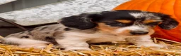 Miniature Dachshund dogs for sale:  LIL' PEPPERJACK - Ad 8