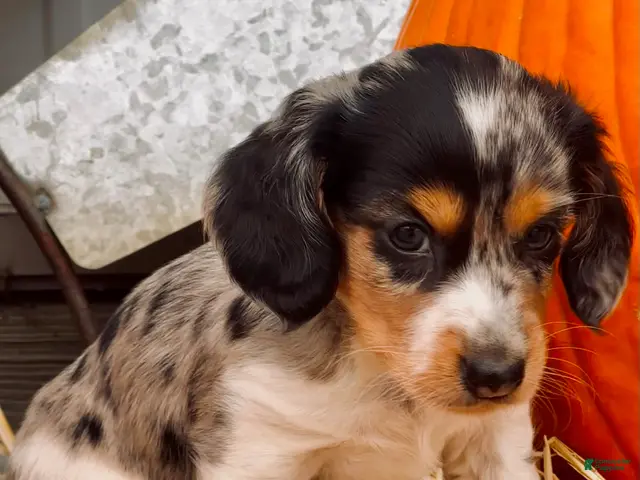 Miniature Dachshund dogs for sale: LIL' PEPPERJACK - Ad 2