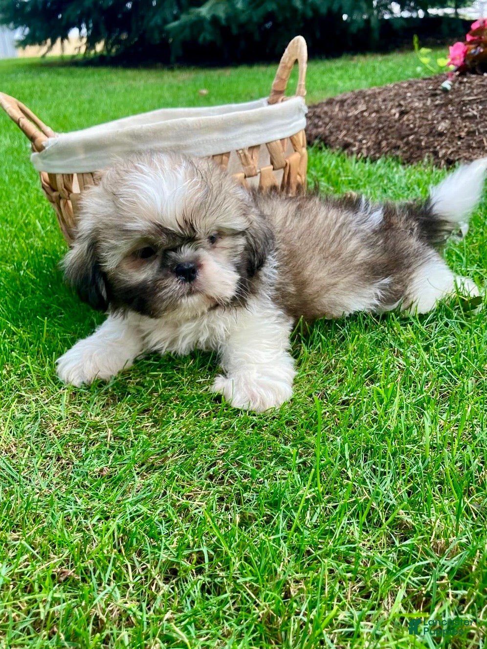 Shih Tzu dogs Jessa - Ad 2