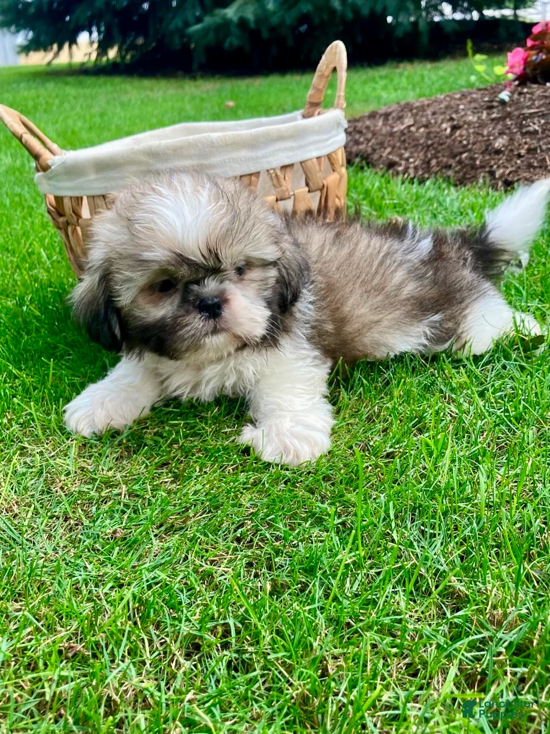 Shih Tzu dogs for sale: Jessa - Ad 2
