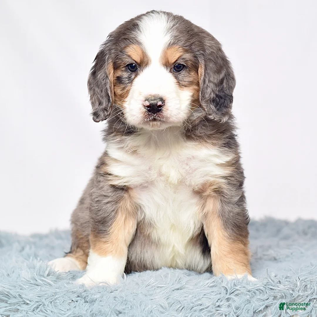 Bernedoodle dogs for sale: Mr. Valentino - Ad 7