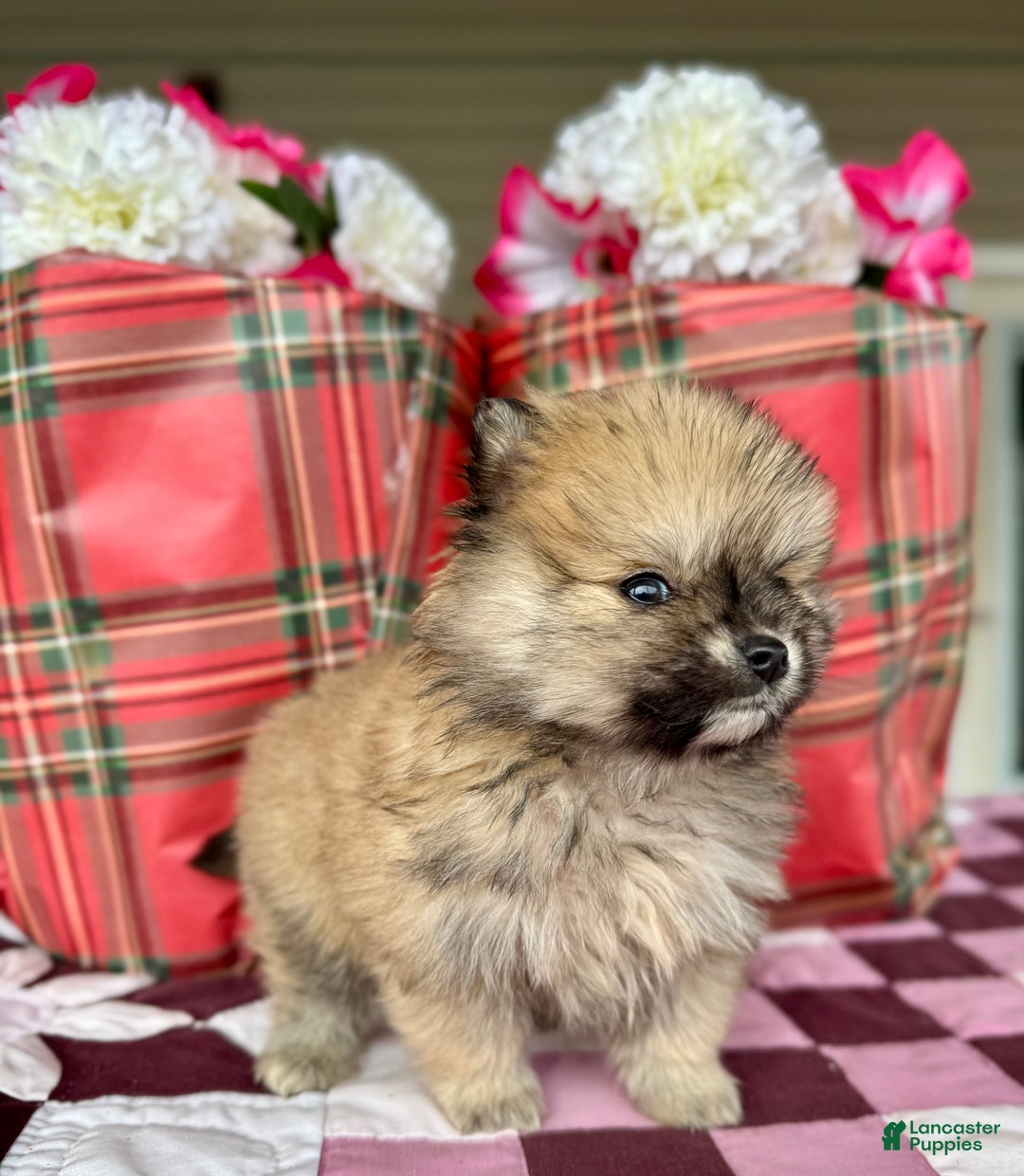 Pomeranian dogs for sale: Chestnut - Ad 4