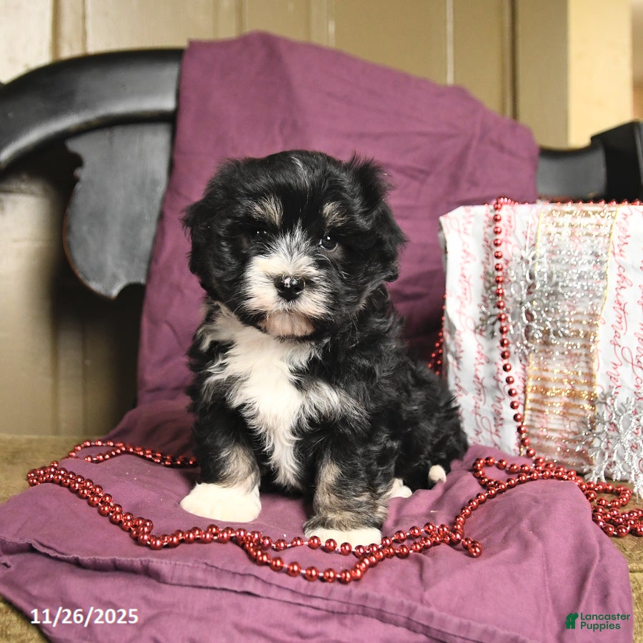 Havanese dogs Cookie - Ad 36