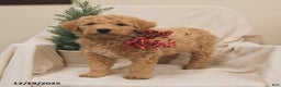 Goldendoodle dogs for sale: Bamboo   - Ad 3