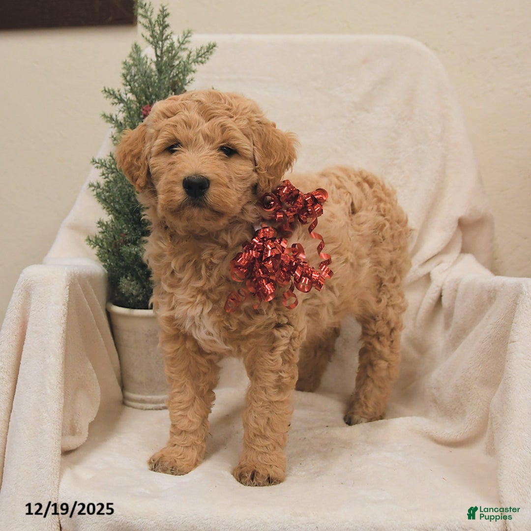 Goldendoodle dogs for sale: Bamboo   - Ad 3