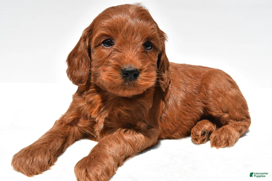 Mini Goldendoodle dogs for sale: Teddy - Ad 1