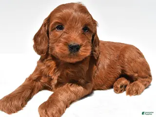 Mini Goldendoodle dogs for sale: Teddy - Ad 2