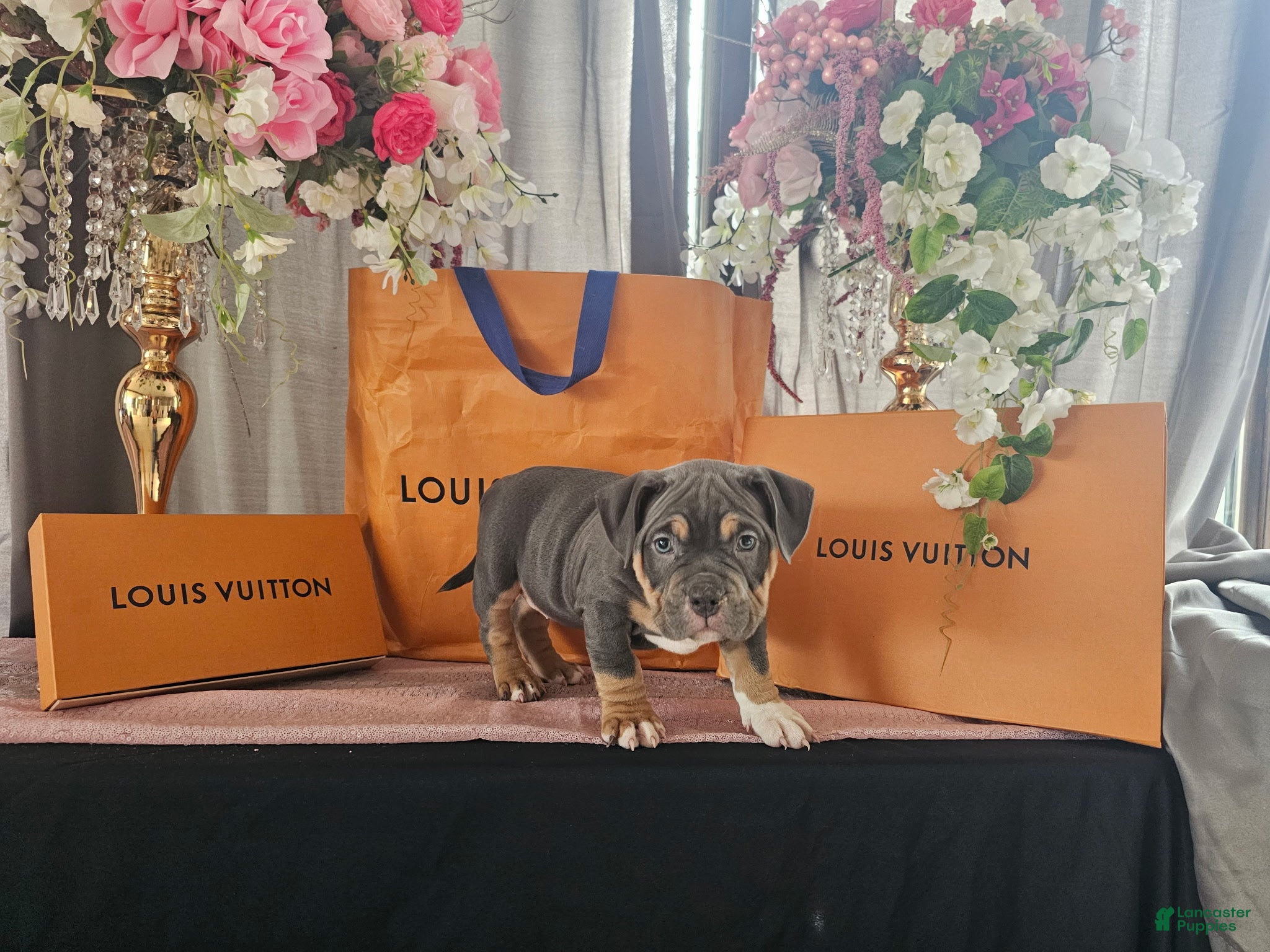 American Bully dogs Freya - Ad 1