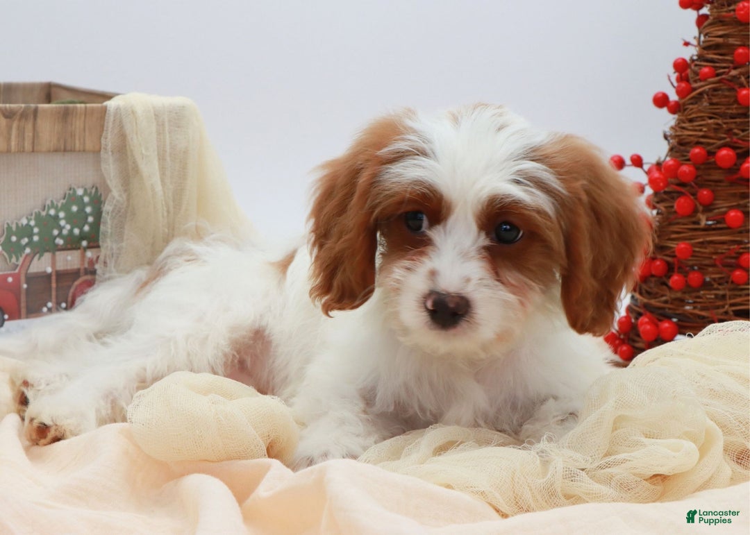 Cavapoo dogs for sale: Finn - Ad 5