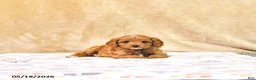 Cavapoo dogs for sale: Milo - Ad 4