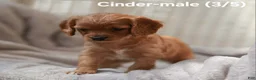 Cavapoo dogs for sale: CINDER - Ad 2