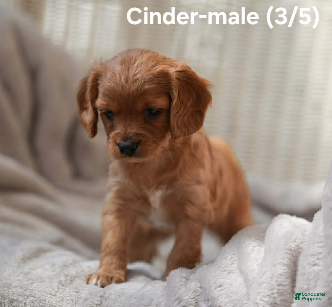 Cavapoo dogs for sale: CINDER - Ad 2