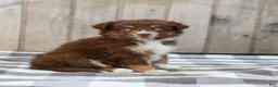 Australian Shepherd dogs for sale: Rosa - Ad 2