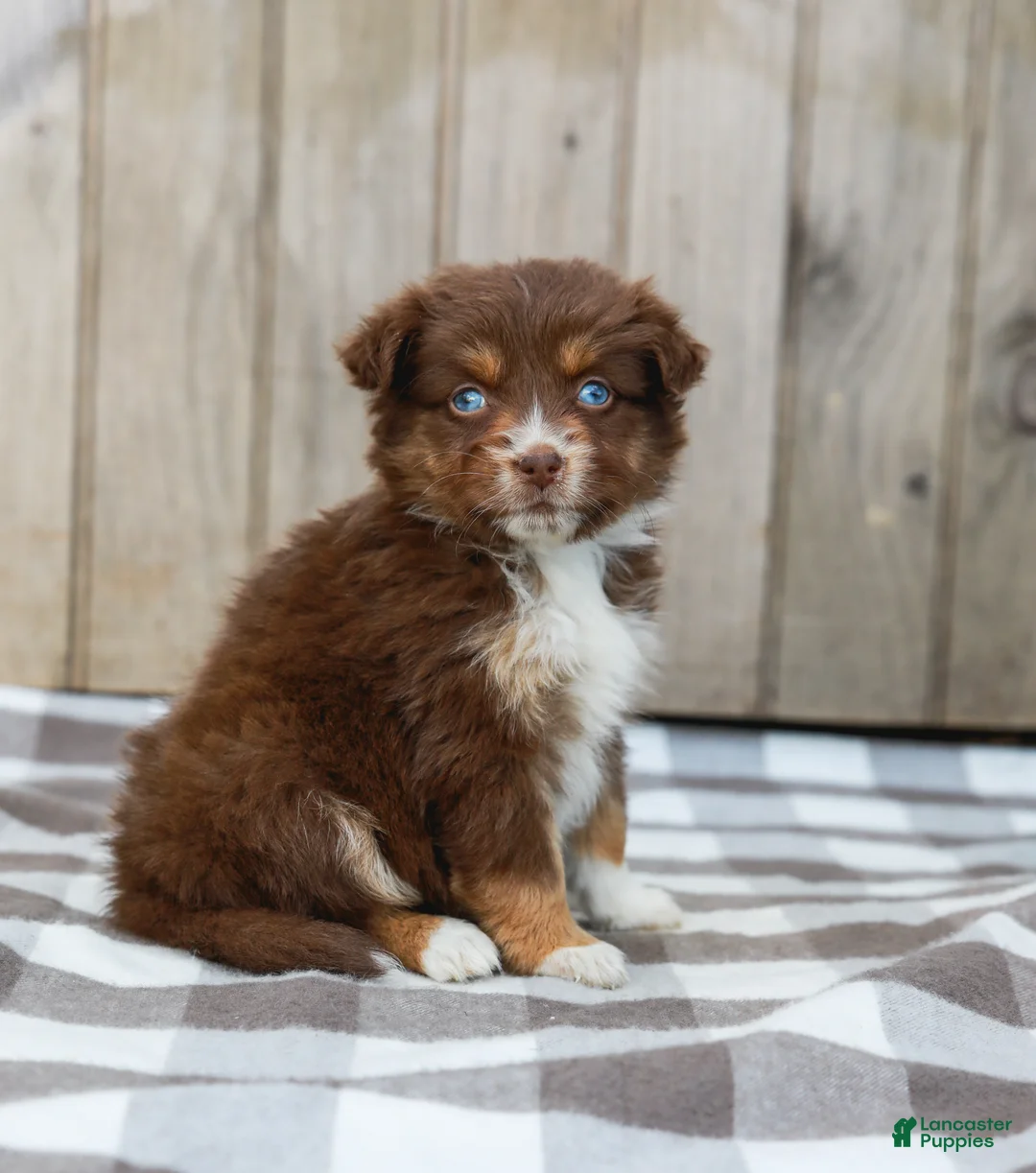 Australian Shepherd dogs for sale: Rosa - Ad 2