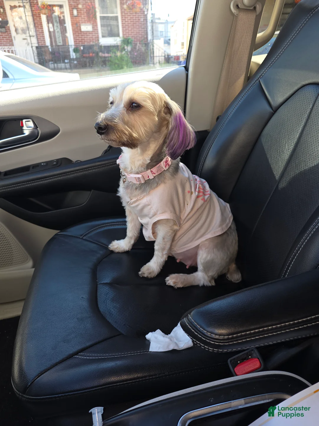 Shorkie dogs for sale: Shorkie Puppy 3 - Ad 5