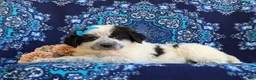 Mixed Breed dogs for sale: Moya - Ad 5
