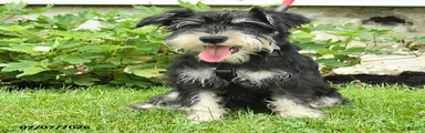 George