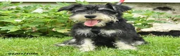 Miniature Schnauzer dogs for sale: George - Ad 1