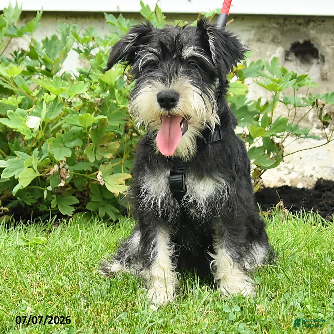 Miniature Schnauzer dogs for sale: George - Ad 1
