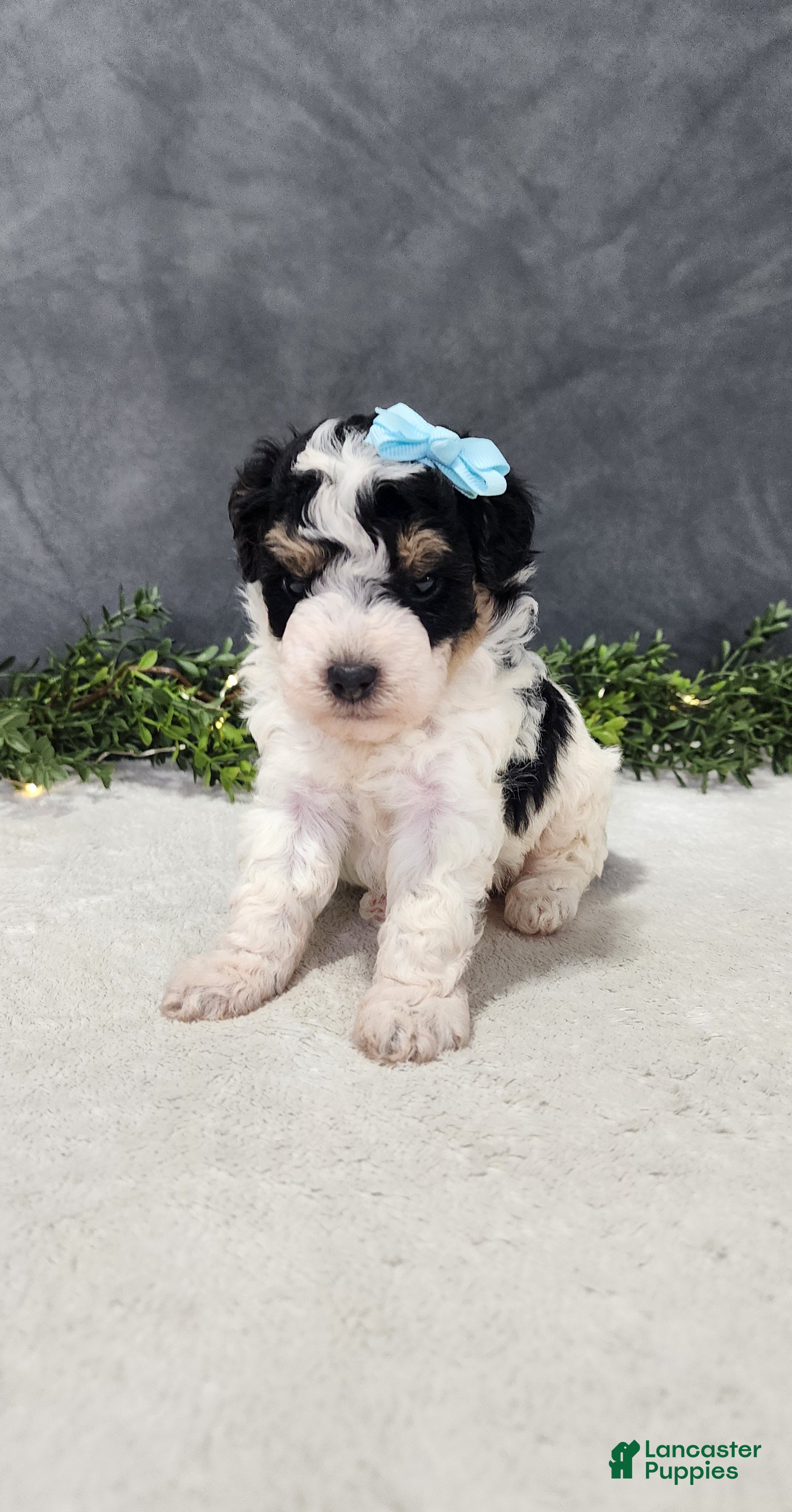 Miniature Poodle dogs Benjie - Ad 1