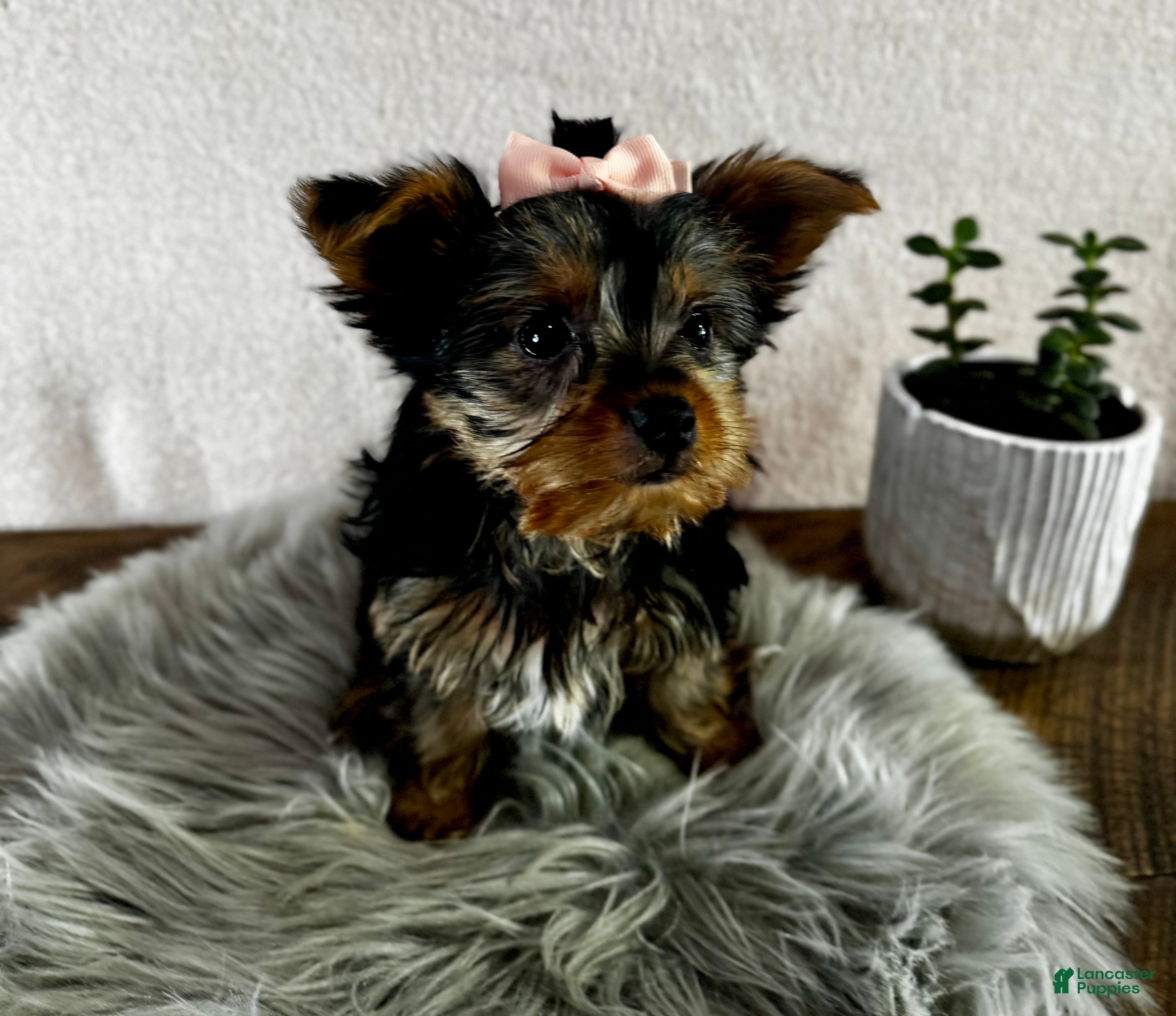 Yorkshire Terrier dogs Willow - Ad 4