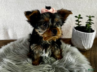 Yorkshire Terrier dogs Willow - Ad 39