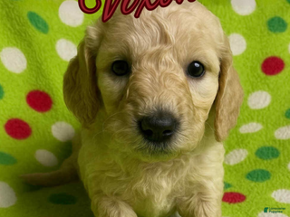 Goldendoodle dogs Vixon - Ad 14