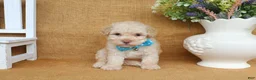 Toy Poodle dogs for sale: Gabe - Ad 3