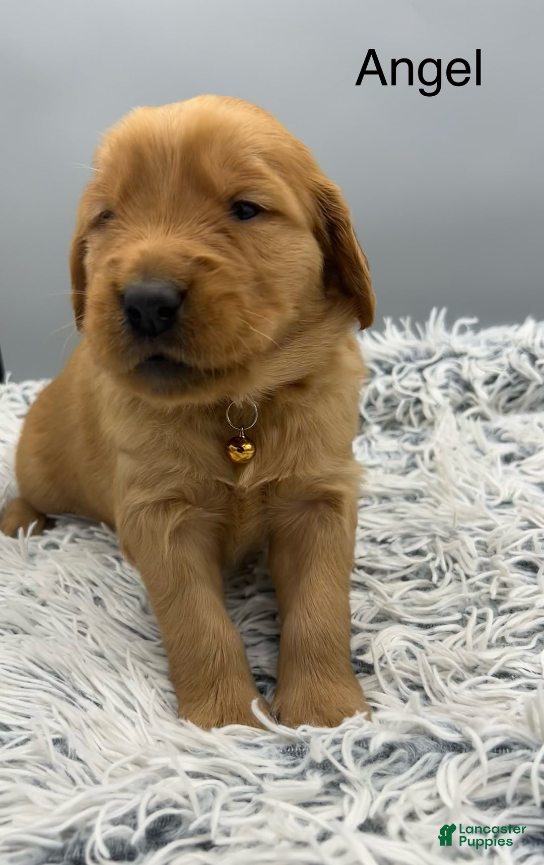 Golden Retriever dogs for sale: Golden Retriever Puppy Bell - Ad 3