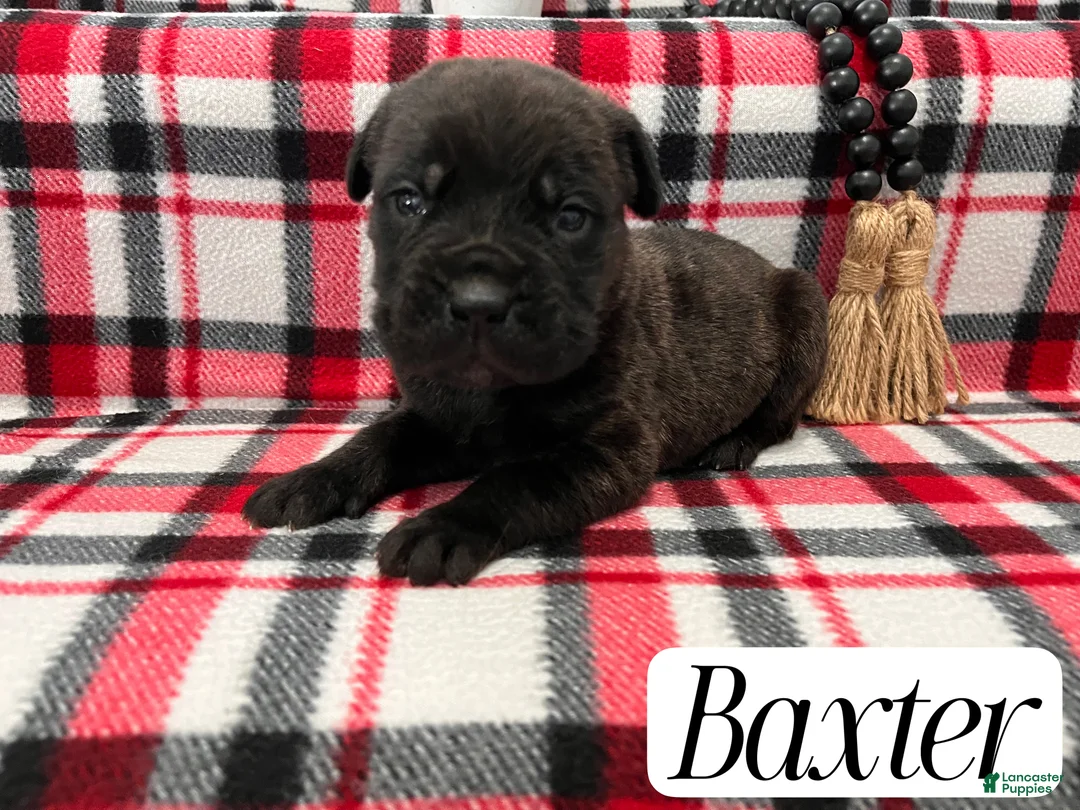 Cane Corso dogs for sale: Nikki - Ad 41