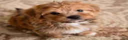 Morkie dogs for sale: Rusty - Ad 8