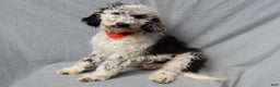 Sheepadoodle dogs for sale: Panda (medium) - Ad 1
