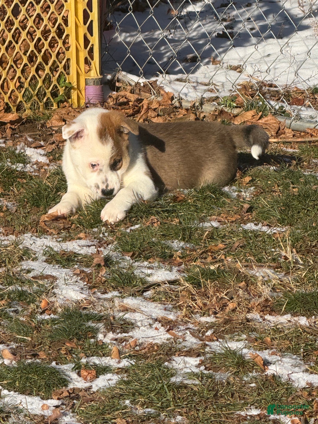 Mixed Breed dogs for sale: Mixed Breed Puppy 1 - Ad 3